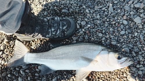 マルスズキの釣果