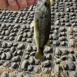 ラージマウスバス