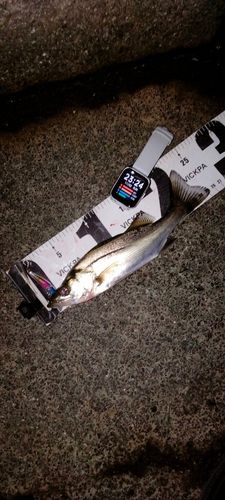 セイゴ（マルスズキ）の釣果