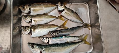 マアジの釣果