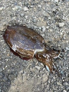 コウイカの釣果