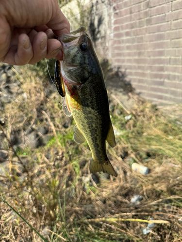 ラージマウスバスの釣果