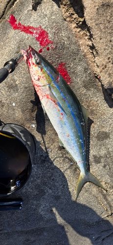 ヒラマサの釣果