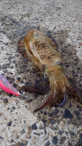 アオリイカの釣果