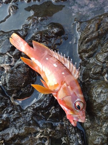 アカハタの釣果
