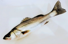 フッコ（マルスズキ）の釣果