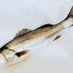 フッコ（マルスズキ）