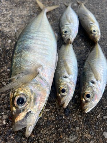 アジの釣果