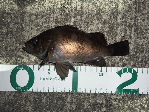 船越湾（岩手）