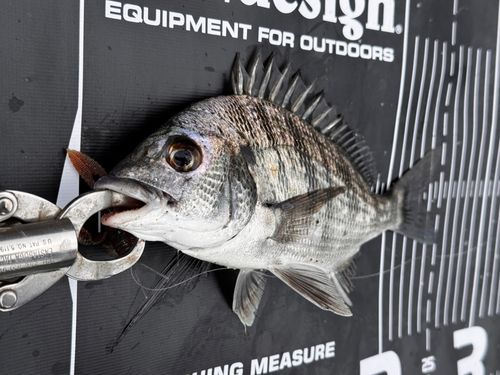 大村湾（南部）