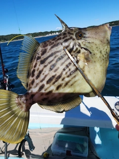 カワハギの釣果