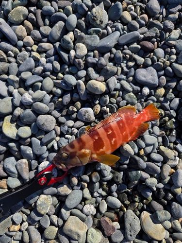 アカハタの釣果