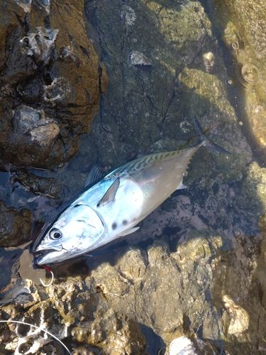 スマガツオの釣果