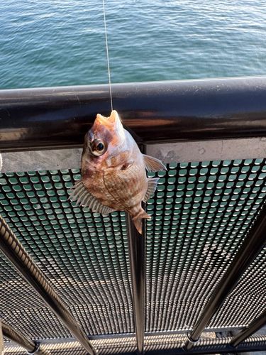 宇品波止場公園