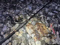コウイカの釣果