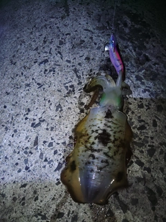 アオリイカの釣果