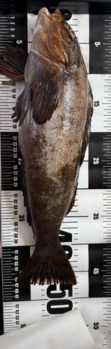 アイナメの釣果