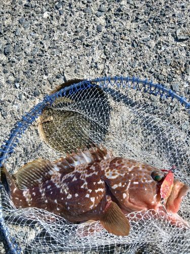 キジハタの釣果