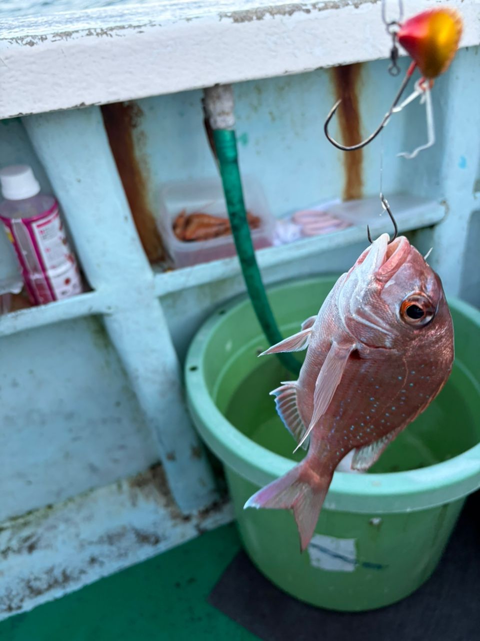 ♡りな♡さんの釣果 2枚目の画像