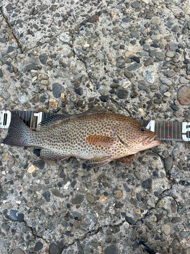 オオモンハタの釣果