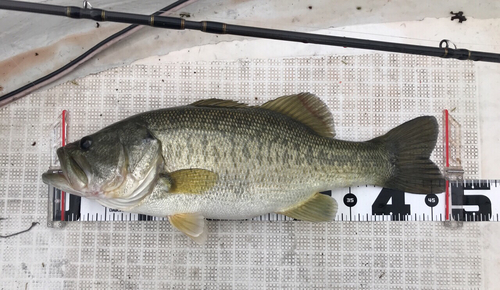 ブラックバスの釣果