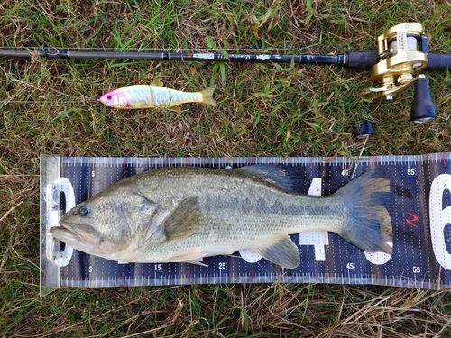 ブラックバスの釣果