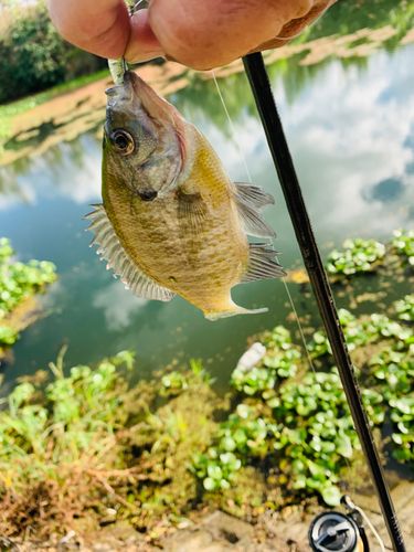 ブルーギルの釣果