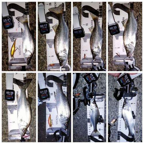 セイゴ（ヒラスズキ）の釣果