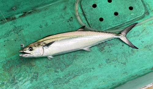 サワラの釣果