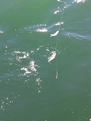 豊洲ぐるり公園