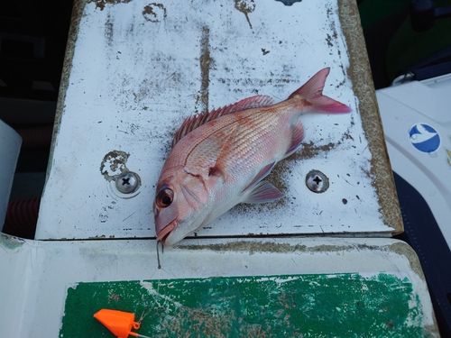 マダイの釣果