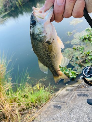 ラージマウスバスの釣果