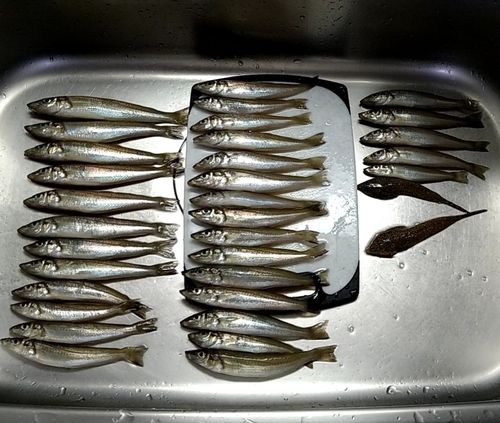 シロギスの釣果