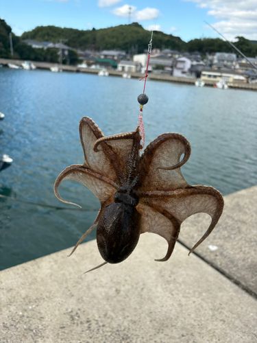 イイダコの釣果