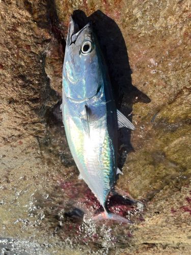 ヒラソウダの釣果