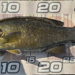 スモールマウスバス