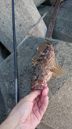 アラカブの釣果