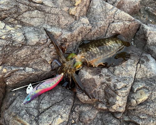 アオリイカの釣果