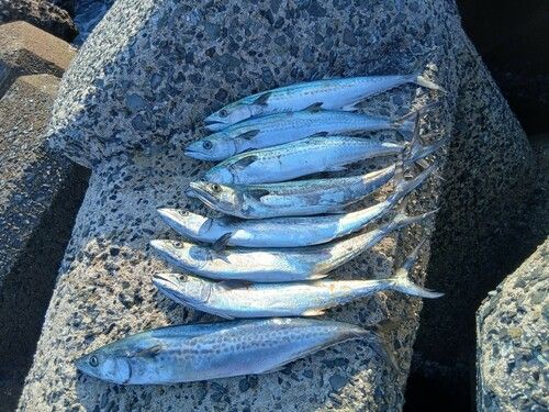 サゴシの釣果