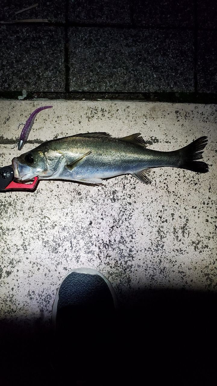 本日中値下げ❗️送料込み❗️シマノ　23ディアルーナ S90L シマノ(SHIMANO) 23 ディアルーナ S90L ディアルーナ[DIALUNA] ☆NEW