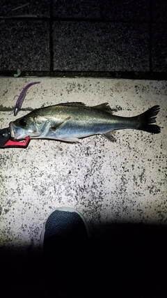 フッコ（マルスズキ）の釣果