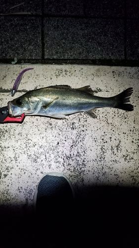 フッコ（マルスズキ）の釣果