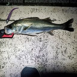 フッコ（マルスズキ）