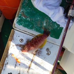 ホシササノハベラ