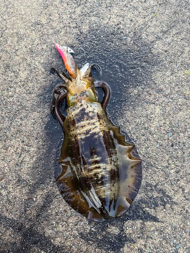 アオリイカの釣果