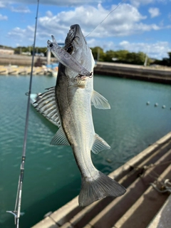 セイゴ（マルスズキ）の釣果