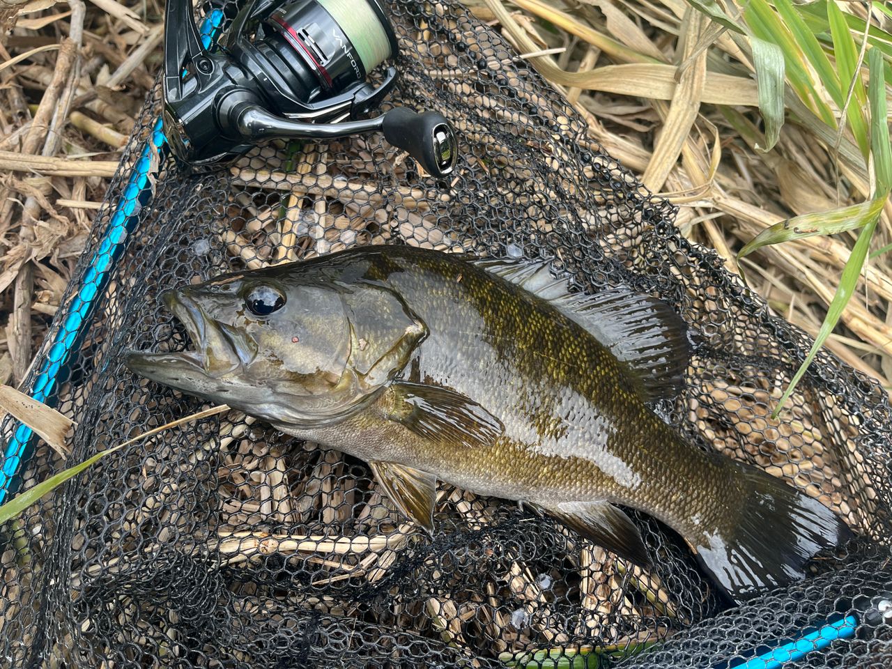 スモールマウスバス