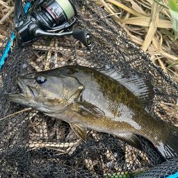 スモールマウスバス