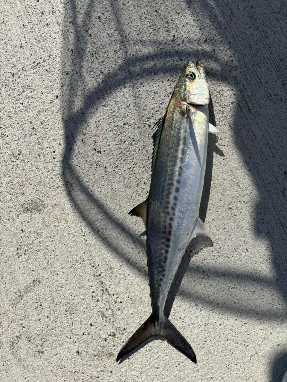 SHIMANO 21コルトスナイパーBB S96MLの最安値・インプレ・釣果 | 本音