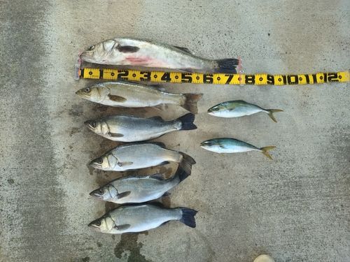 ヒラスズキの釣果